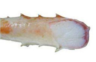 美味しくて鮮度の良いカニ